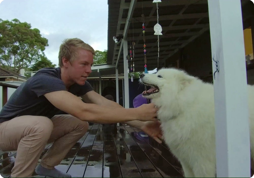 Patient Charlie patting his fluffy white Samoyed dog Patient Charlie patting his fluffy white Samoyed dog